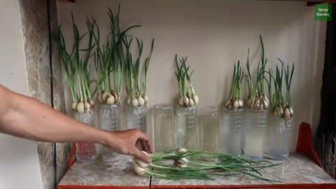 NUEVO MÉTODO: Cómo Cultivar Ajo En El Patio De Tu Casa | Manualidades eli