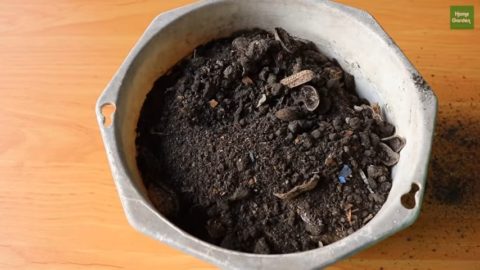 NUEVO MÉTODO: Cómo Cultivar Ajo En El Patio De Tu Casa | Manualidades eli