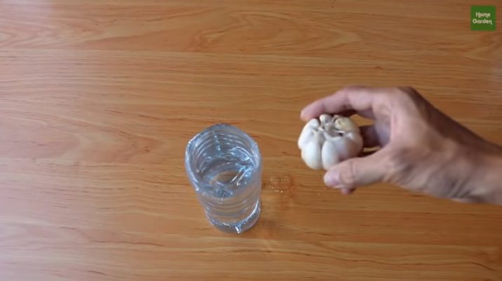 NUEVO MÉTODO: Cómo Cultivar Ajo En El Patio De Tu Casa | Manualidades eli