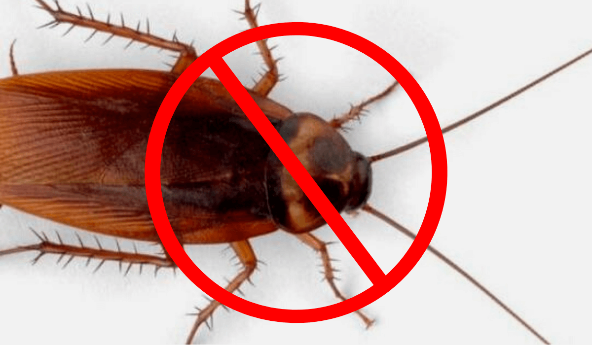 ¡Ya no más cucarachas en casa! Sigue estos pasos y las eliminarás