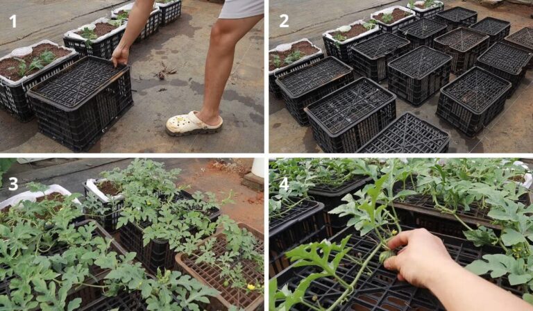 Es F Cil Cultivar Sand A En Casa Con Ste M Todo Manualidades Eli