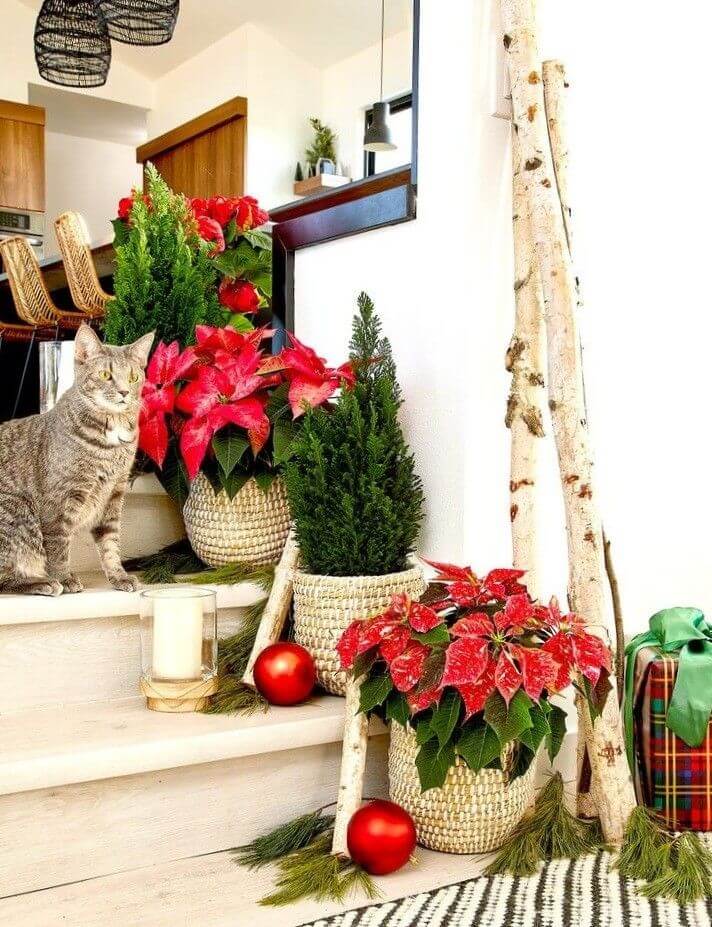 Ideas para decorar con flor de nochebuena