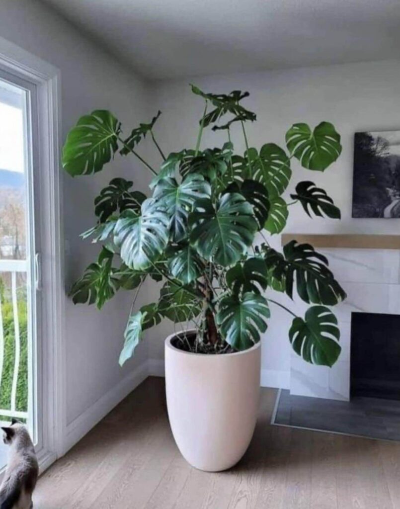 Estas Son Las Plantas Que Absorben El Calor Y Dan Frescura Al Hogar
