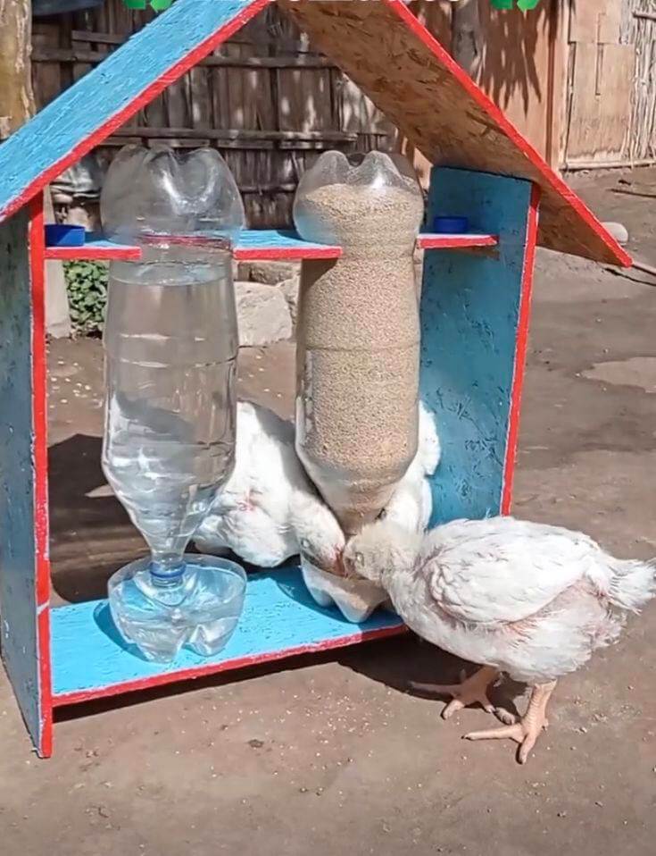 Consejos Útiles Para Aprovechar Cosas Gratis Para Mascotas
