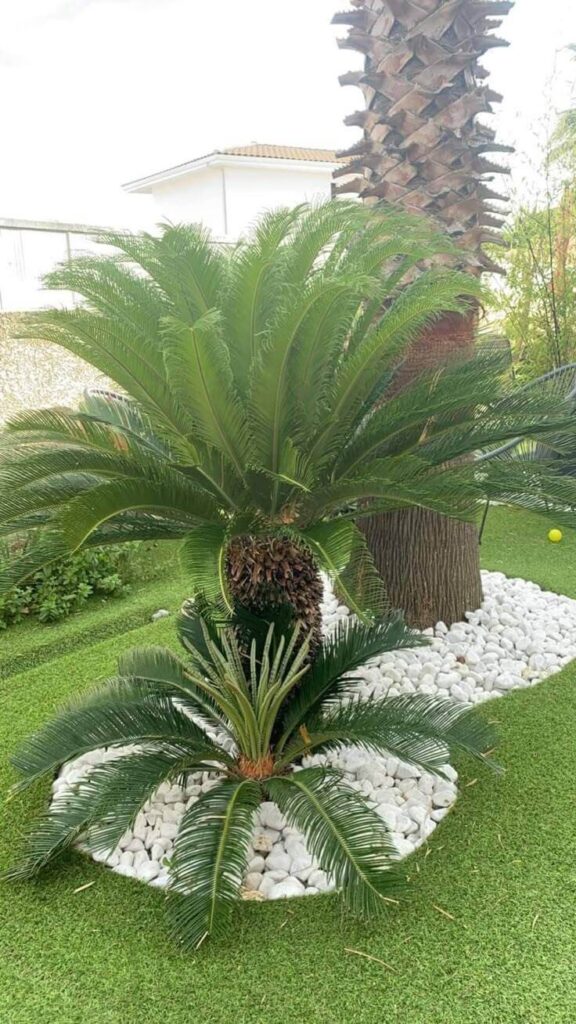 Ideas Creativas Para Incorporar Palmeras En La Decoración De Tu Jardín