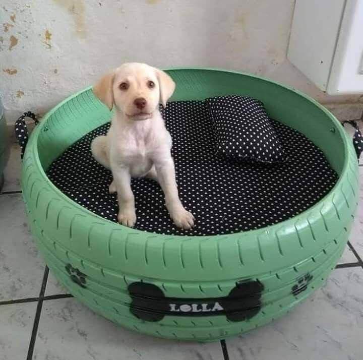 Consejos Útiles Para Aprovechar Cosas Gratis Para Mascotas